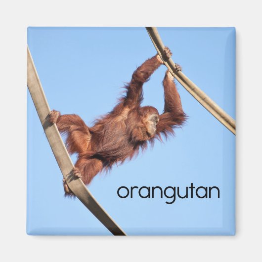 Orangutane koelkast Magnet (Voorkant)