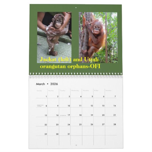 Orangutanen in het regenwoud kalender (Mar 2026)