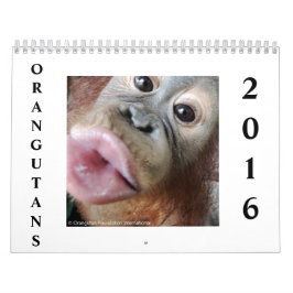 Orangutanen in het regenwoud kalender