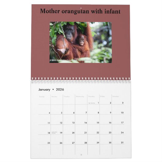 Orangutanen in het regenwoud kalender (Jan 2026)