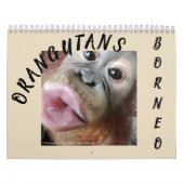 Orangutanen in het regenwoud kalender (Hoes)