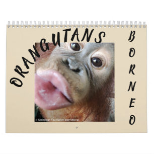 Orangutanen in het regenwoud kalender
