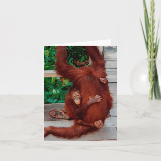 Orangutanen Kaart (Voorkant)