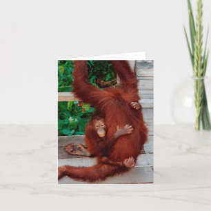 Orangutanen Kaart