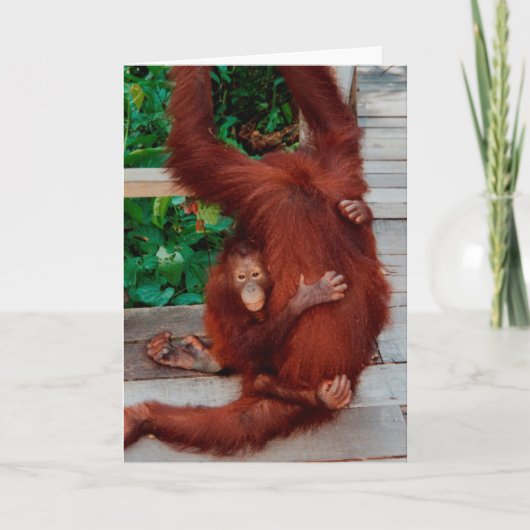 Orangutanen Kaart (Voorkant)