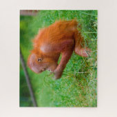 Orangutanen. Legpuzzel (Verticaal)