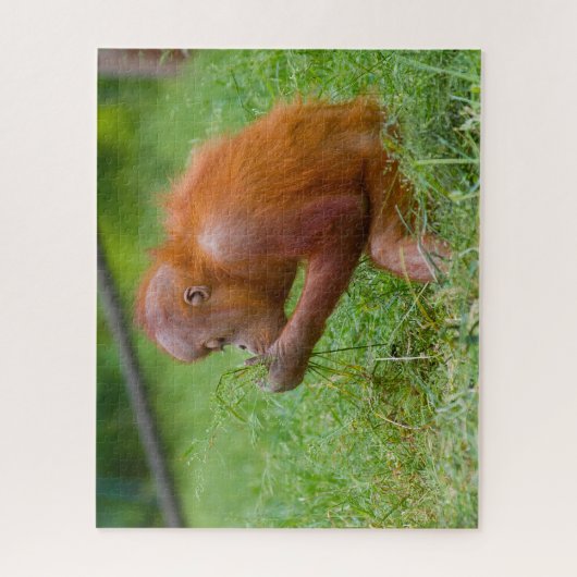 Orangutanen. Legpuzzel (Verticaal)
