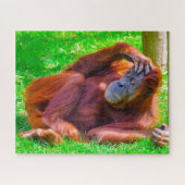 Orangutanen. Legpuzzel (Horizontaal)