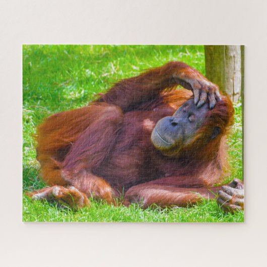 Orangutanen. Legpuzzel (Horizontaal)