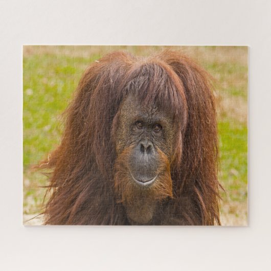 Orangutanen. Legpuzzel (Horizontaal)