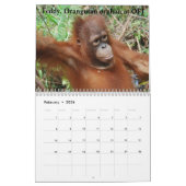 Orangutanen redden orfaan kalender (Feb 2026)