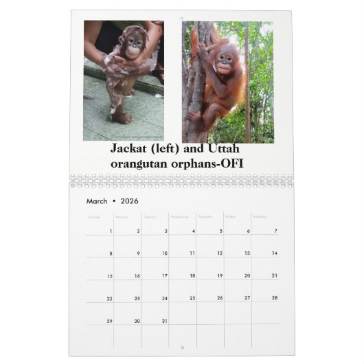 Orangutanen redden orfaan kalender (Mar 2026)