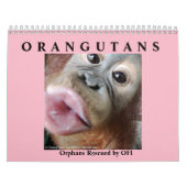 Orangutanen redden orfaan kalender (Hoes)