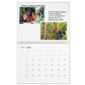 Orangutans Borneo Calendar Kalender (Jan 2026)