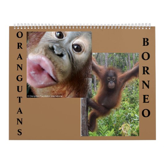 Orangutans Borneo Calendar Kalender (Hoes)
