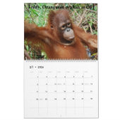 Orangutans Borneo Calendar Kalender (Feb 2026)