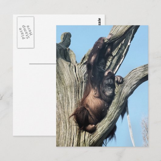 ORANGUTANS BRIEFKAART (Voorkant / Achterkant)