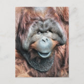 ORANGUTANS BRIEFKAART (Voorkant)