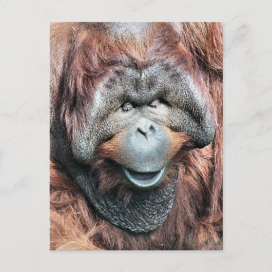 ORANGUTANS BRIEFKAART (Voorkant)