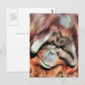 ORANGUTANS BRIEFKAART (Voorkant / Achterkant)