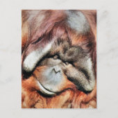 ORANGUTANS BRIEFKAART (Voorkant)