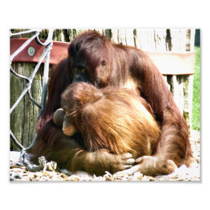 ORANGUTANS FOTO AFDRUK