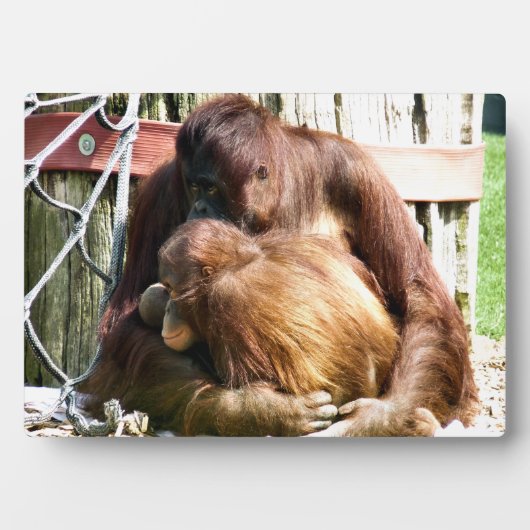 ORANGUTANS FOTOPLAAT (voorkant)