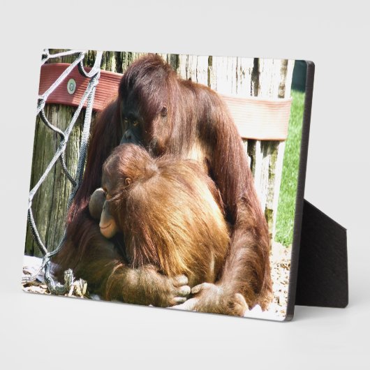 ORANGUTANS FOTOPLAAT (Zijkant)