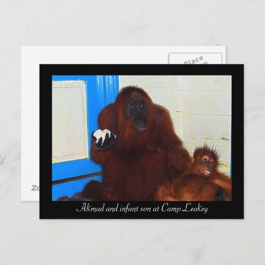 Orangutans in Camp Leakey Briefkaart (Voorkant / Achterkant)