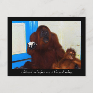 Orangutans in Camp Leakey Briefkaart
