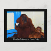 Orangutans in Camp Leakey Briefkaart (Voorkant)