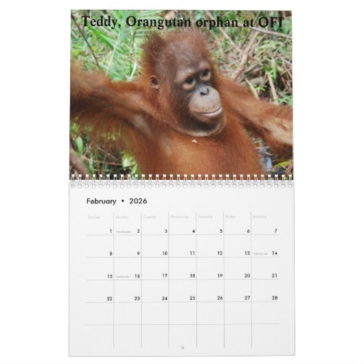 Orangutans Kalender (Feb 2026)