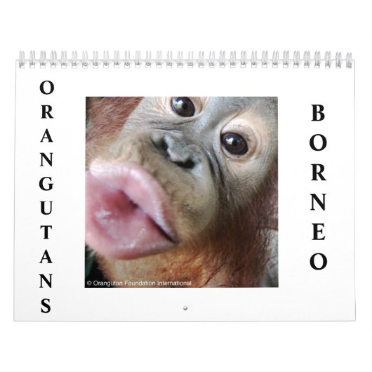 Orangutans Kalender (Hoes)