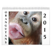 Orangutans Kalender (Hoes)
