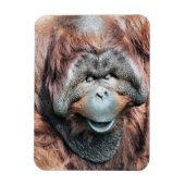 ORANGUTANS MAGNEET (Verticaal)