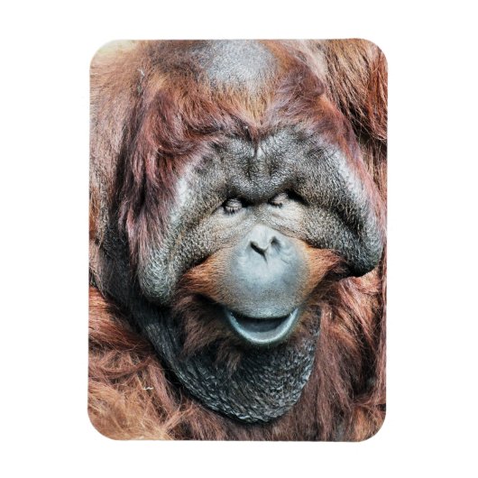 ORANGUTANS MAGNEET (Verticaal)