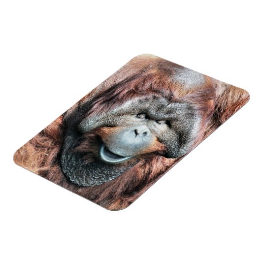 ORANGUTANS MAGNEET (Linkerzijde)