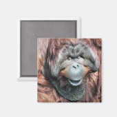 ORANGUTANS MAGNEET (Voorkant / Achterkant)