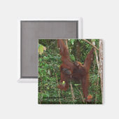 Orangutans Moeder en Baby Magnet (Voorkant / Achterkant)