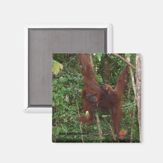 Orangutans Moeder en Baby Magnet (Voorkant / Achterkant)
