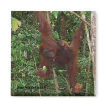 Orangutans Moeder en Baby Magnet