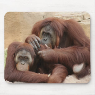 Orangutans Muismat