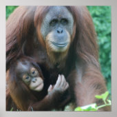 Orangutans Poster (Voorkant)