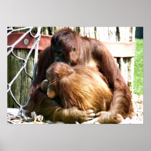 ORANGUTANS POSTER
