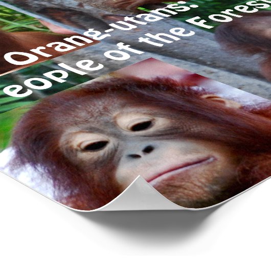 Orangutans Poster (Hoek)