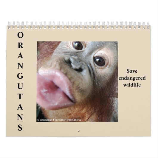 Orangutans Rainforest Wildlife Kalender (Hoes)