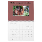 Orangutans Rainforest Wildlife Kalender (Jan 2027)