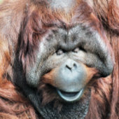 ORANGUTANS RONDE STICKER
