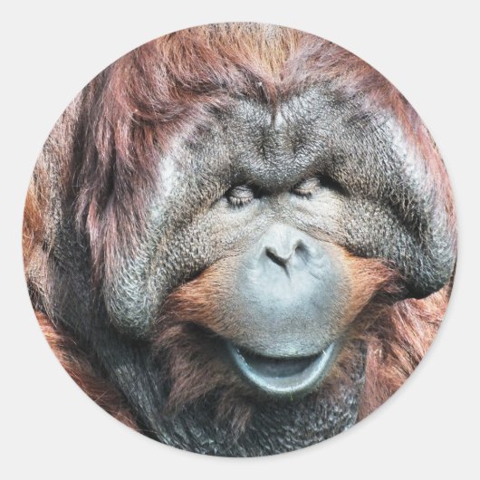 ORANGUTANS RONDE STICKER (Voorkant)
