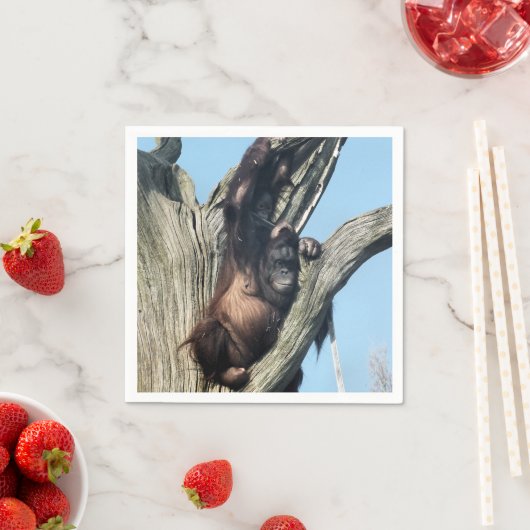 ORANGUTANS SERVETTEN (Insitu)